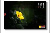 《生如夏花》(笑莉演唱)的文本歌词及LRC歌词