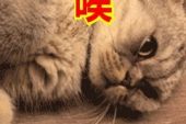 《唉！》(羽泉演唱)的文本歌词及LRC歌词
