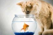 《让猫吃的鱼》(缘分心儿演唱)的文本歌词及LRC歌词