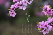 《又见桃花》(朱晓琳演唱)的文本歌词及LRC歌词