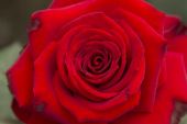 《玫瑰,玫瑰,我爱你》(朱晓琳演唱)的文本歌词及LRC歌词