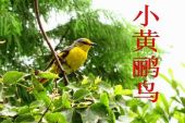 《小黄鹂鸟》(谢采妘演唱)的文本歌词及LRC歌词
