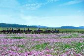 《爱上草原格桑花开》(群星演唱)的文本歌词及LRC歌词