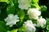 《春天的花夏天的雨》(黄鹤翔演唱)的文本歌词及LRC歌词