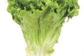 《Lettuce》(阿悄演唱)的文本歌词及LRC歌词