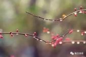 《掐蒜薹》(杨一演唱)的文本歌词及LRC歌词
