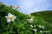 《野百合也有春天》(梦之旅演唱)的文本歌词及LRC歌词