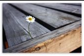 《LONELY FLOWER》(Una演唱)的文本歌词及LRC歌词