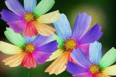 《Rainbow Flower》(立花響(CV.悠木碧)演唱)的文本歌词及LRC歌词