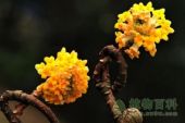 《以梦为花》(王飞雪演唱)的文本歌词及LRC歌词
