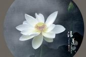 《清莲》(寂悸演唱)的文本歌词及LRC歌词
