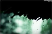 《看屋檐滴雨》(寂悸演唱)的文本歌词及LRC歌词