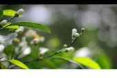 《清晨的风》(欧阳尚尚演唱)的文本歌词及LRC歌词
