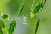 《谷雨》(音阙诗听、赵方婧演唱)的文本歌词及LRC歌词