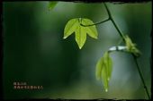 《下雨的时候会想你》(阿杜演唱)的文本歌词及LRC歌词