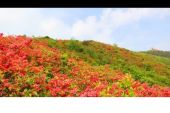 《映山红》(阿鲁,阿卓演唱)的文本歌词及LRC歌词