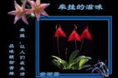《爱的别名是牵挂》(天籁天,林雨演唱)的文本歌词及LRC歌词