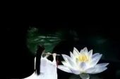 《一朵莲》(天籁天演唱)的文本歌词及LRC歌词