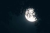 《思念的夜》(天籁天演唱)的文本歌词及LRC歌词
