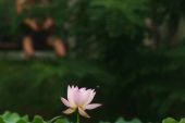 《莲意禅意》(天籁天演唱)的文本歌词及LRC歌词