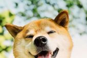 《微笑魔力》(苗曦月演唱)的文本歌词及LRC歌词
