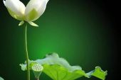 《愿做尘世一朵花》(孙艺琪演唱)的文本歌词及LRC歌词
