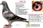 《不鸽主义》(sis演唱)的文本歌词及LRC歌词