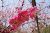 《红梅花又开》(曲丹演唱)的文本歌词及LRC歌词