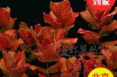《红蝴蝶》(黎耀祥演唱)的文本歌词及LRC歌词