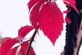 《花落红叶飞》(红蔷薇演唱)的文本歌词及LRC歌词