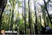 《a towering tree》(孔瀚德演唱)的文本歌词及LRC歌词
