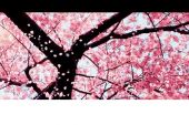 《落花成泥》(鞠婧祎演唱)的文本歌词及LRC歌词