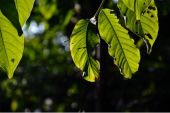 《寻光》(旺姆演唱)的文本歌词及LRC歌词
