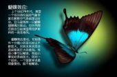 《蝴蝶效应》(刘冬沁/周彦辰/李昀锐/王曼玉演唱)的文本歌词及LRC歌词