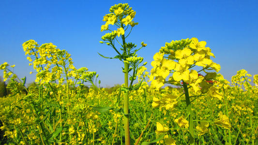 《油菜花儿黄》(刘若颖)歌词555uuu下载