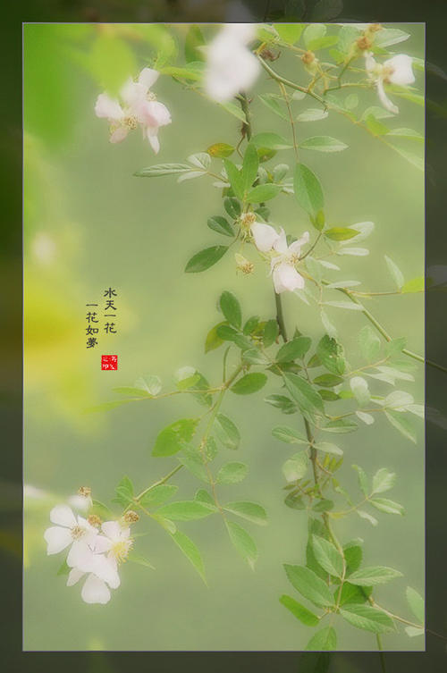 《一梦一花》LRC歌词 《一梦一花》(海弦月)歌词555uuu下载