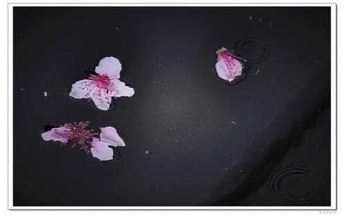 《落花有泪》LRC歌词 《落花有泪》(王立楠)歌词555uuu下载