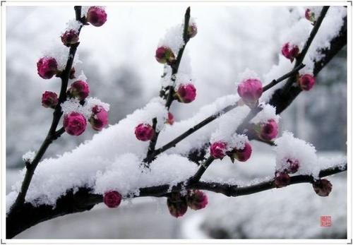 《雪落梅香》LRC歌词 《雪落梅香》(菲儿)歌词555uuu下载