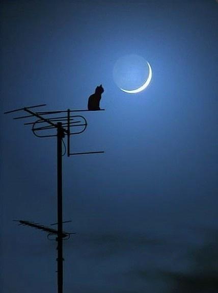 《寂寞的夜》LRC歌词 《寂寞的夜》(皇族)歌词555uuu下载