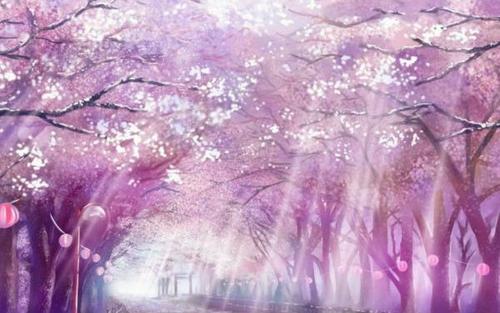 《化作樱花树》LRC歌词 《化作樱花树》(SNH48)歌词555uuu下载