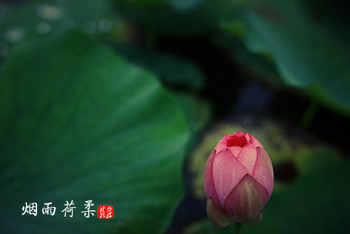 《烟雨荷畔》LRC歌词 《烟雨荷畔》(谭小雨&神秘人)歌词555uuu下载