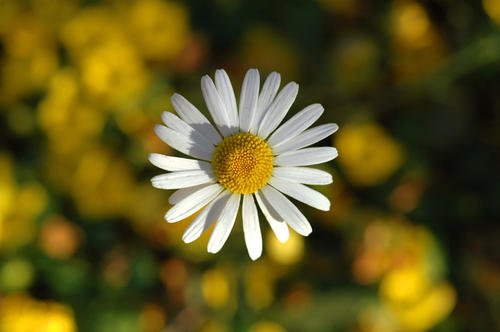 《Daisy》LRC歌词 《Daisy》(MISIA)歌词555uuu下载