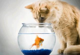 《让猫吃的鱼》(缘分心儿)歌词555uuu下载