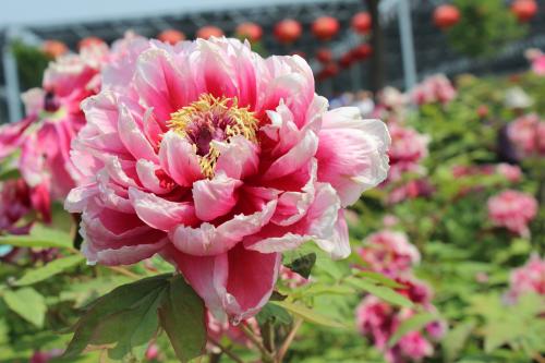《牡丹花儿美》LRC歌词 《牡丹花儿美》(冷漠)歌词555uuu下载