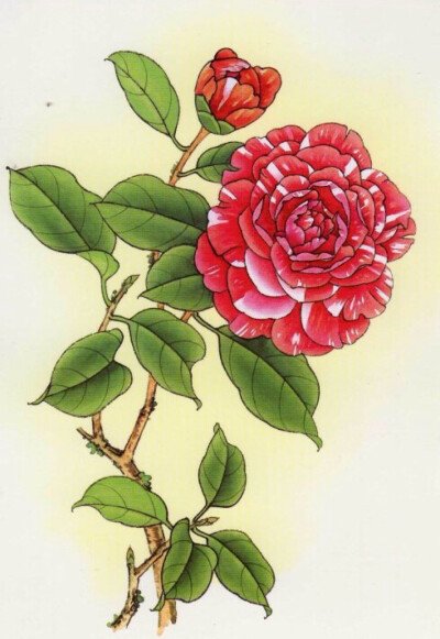 《你像一朵花》LRC歌词 《你像一朵花》(风雷)歌词555uuu下载