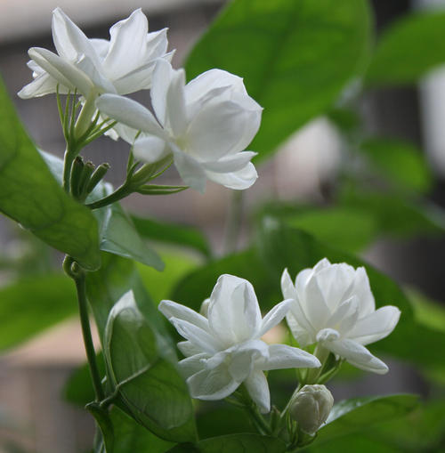 《茉莉》LRC歌词 《茉莉》(汪苏泷)歌词555uuu下载