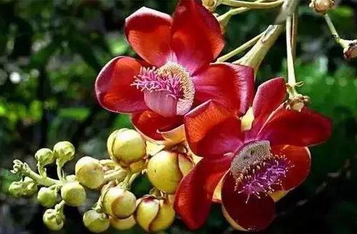 《菩提花开》LRC歌词 《菩提花开》(孟杨)歌词555uuu下载