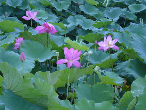 《莲芯》LRC歌词 《莲芯》(路勇)歌词555uuu下载
