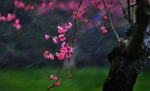 《微风细雨》LRC歌词 《微风细雨》(邓丽君)歌词555uuu下载