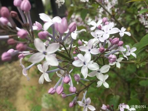 《丁香花又开》LRC歌词 《丁香花又开》(王可儿)歌词555uuu下载